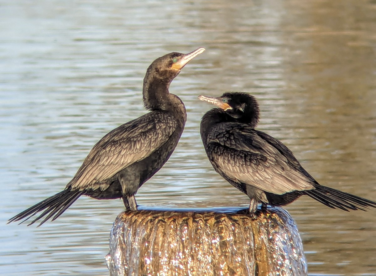 Cormoran vigua - ML643201572