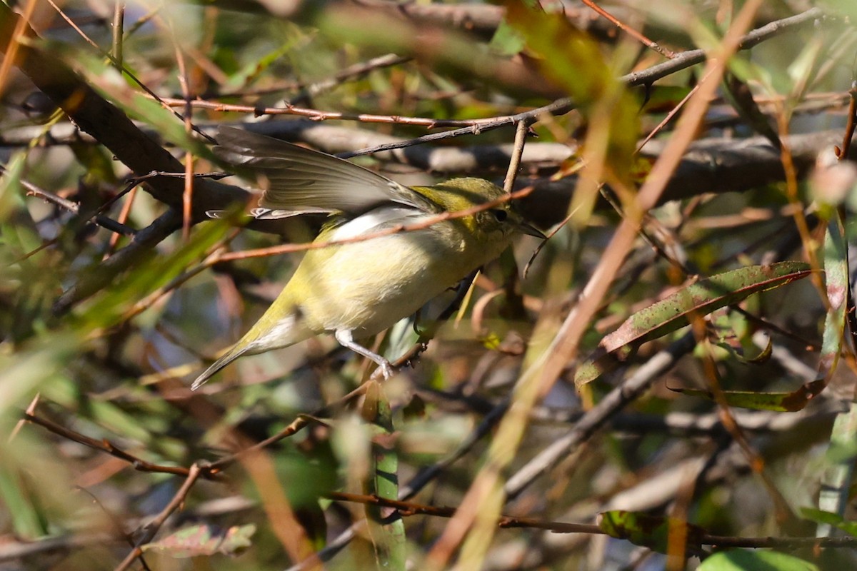 Tennessee Warbler - ML643201577