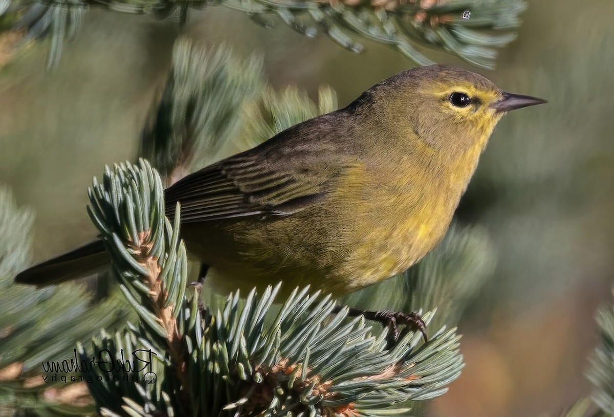 Orange-crowned Warbler - ML643201578