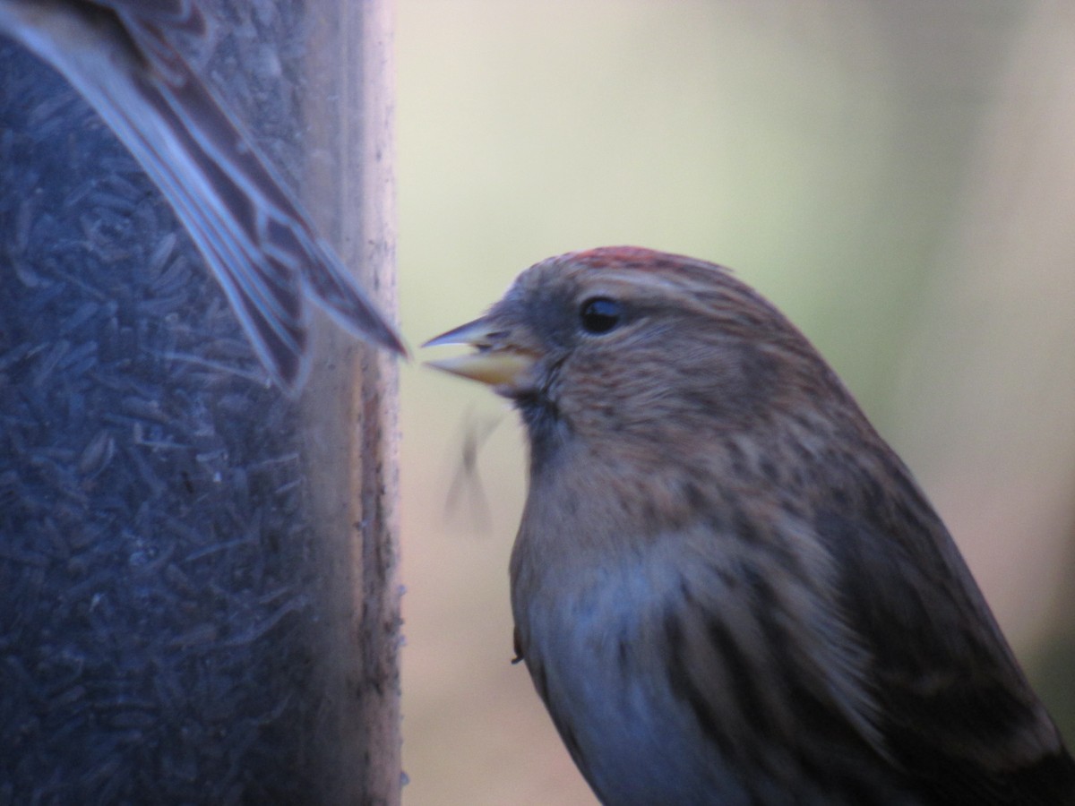 Redpoll (Lesser) - ML643201580