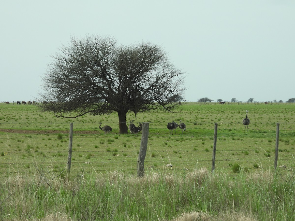 Greater Rhea - ML643201582