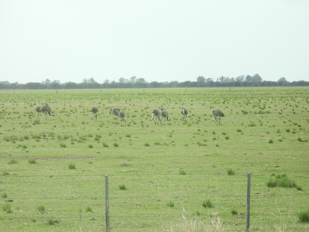 Greater Rhea - ML643201583