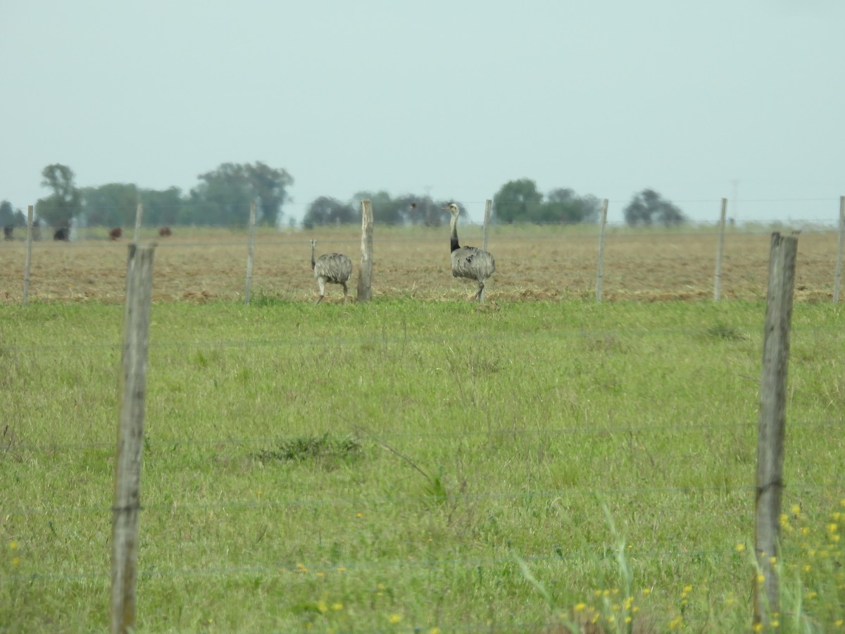 Greater Rhea - ML643201584