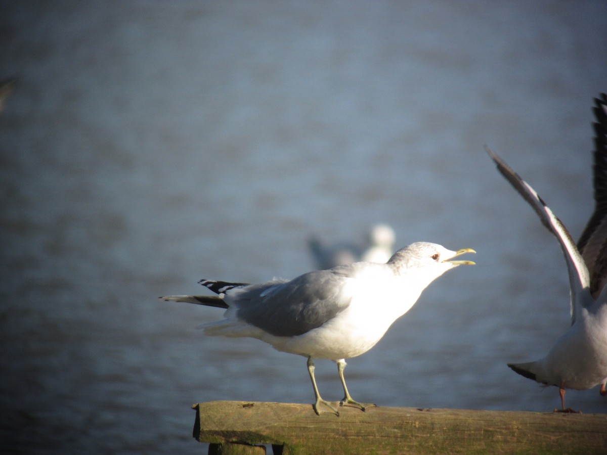 Common Gull - ML643201599