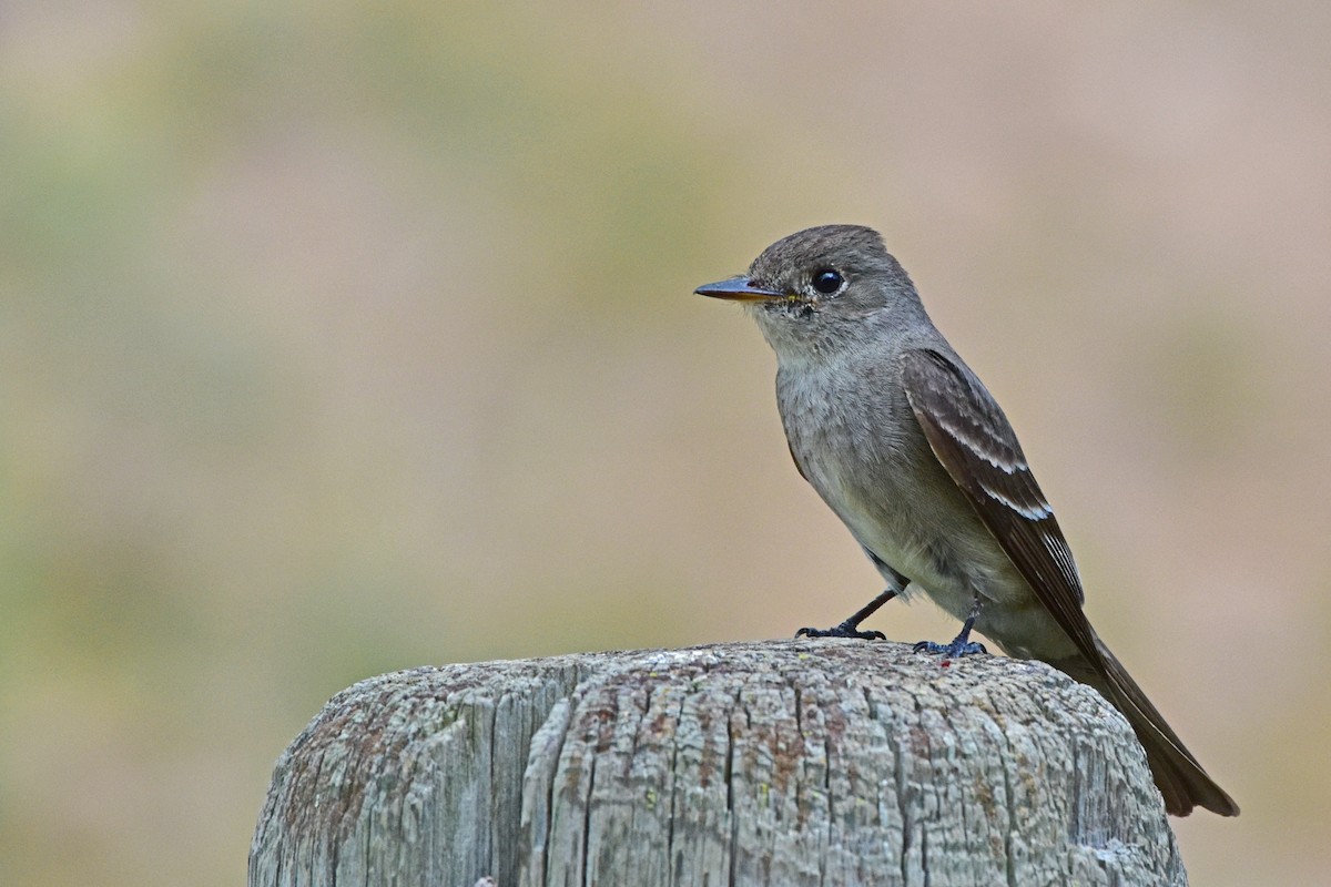Western Wood-Pewee - Nate Gowan