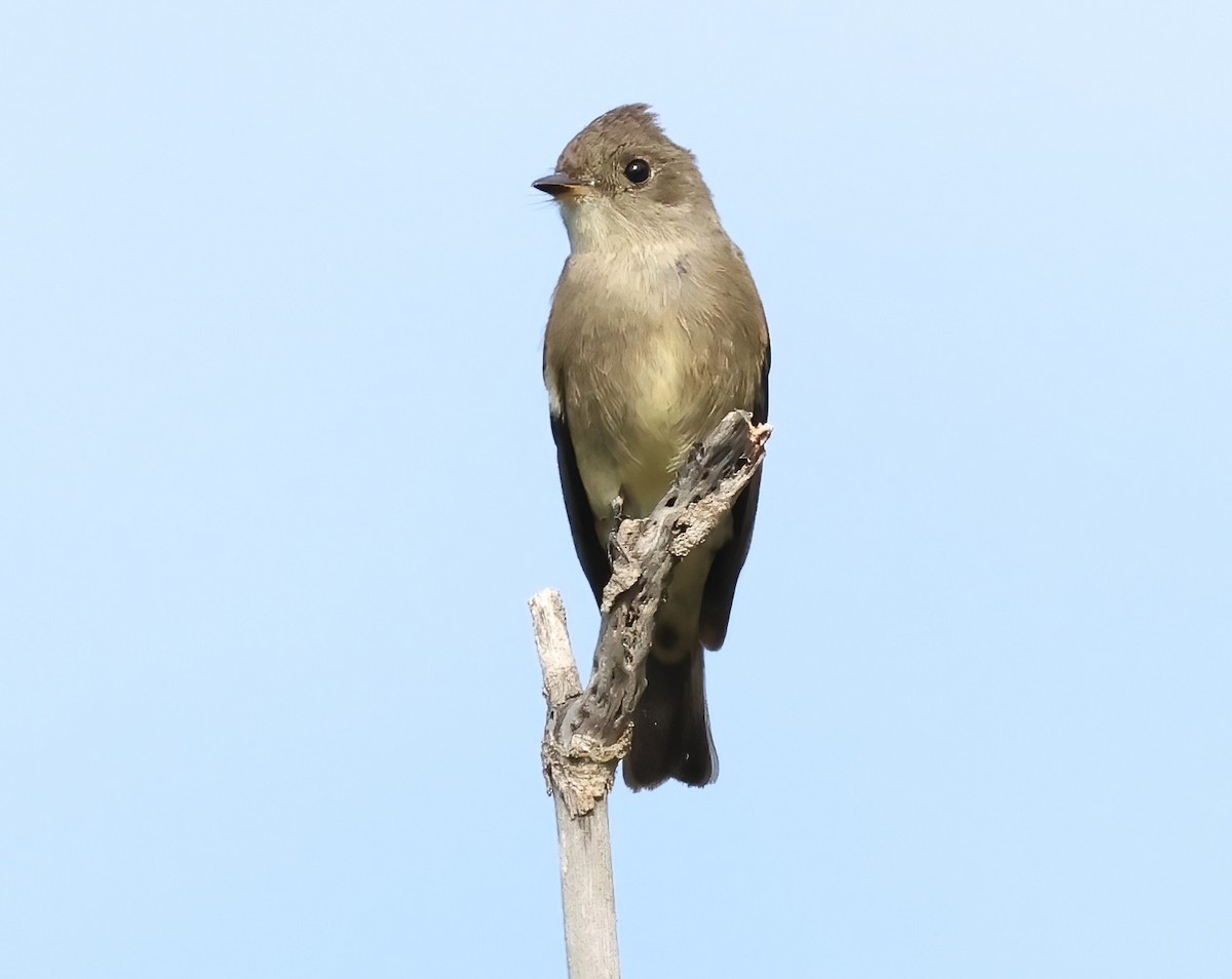 Western Wood-Pewee - Sally Veach