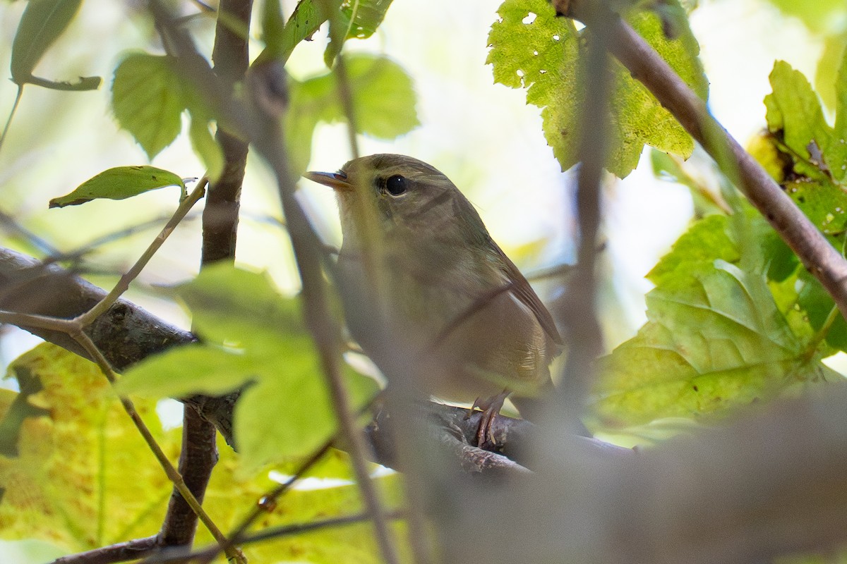 Japanese Bush Warbler - ML643201631