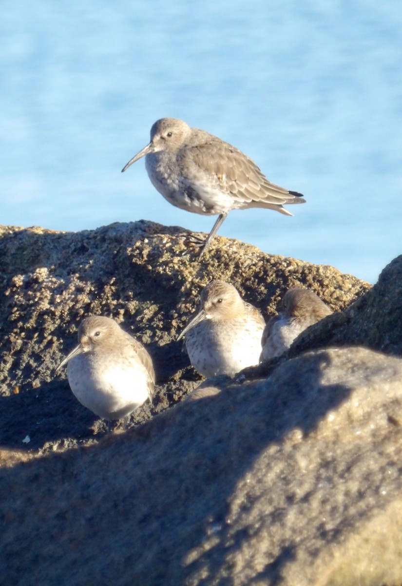 Dunlin - ML643201638