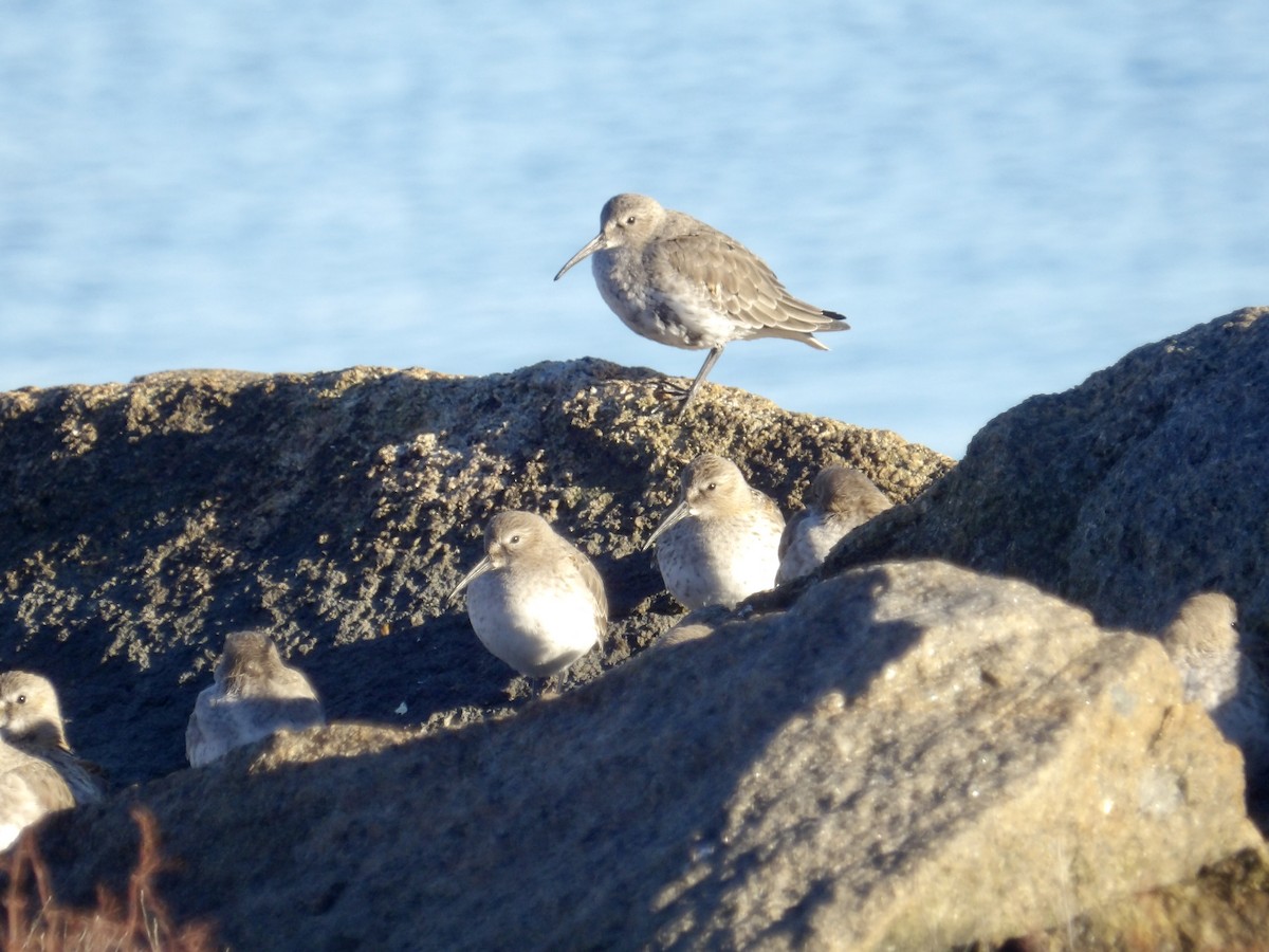 Dunlin - ML643201639
