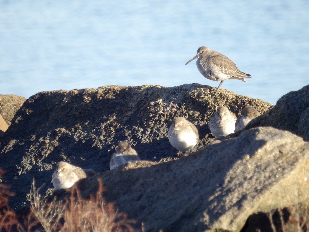 Dunlin - ML643201640