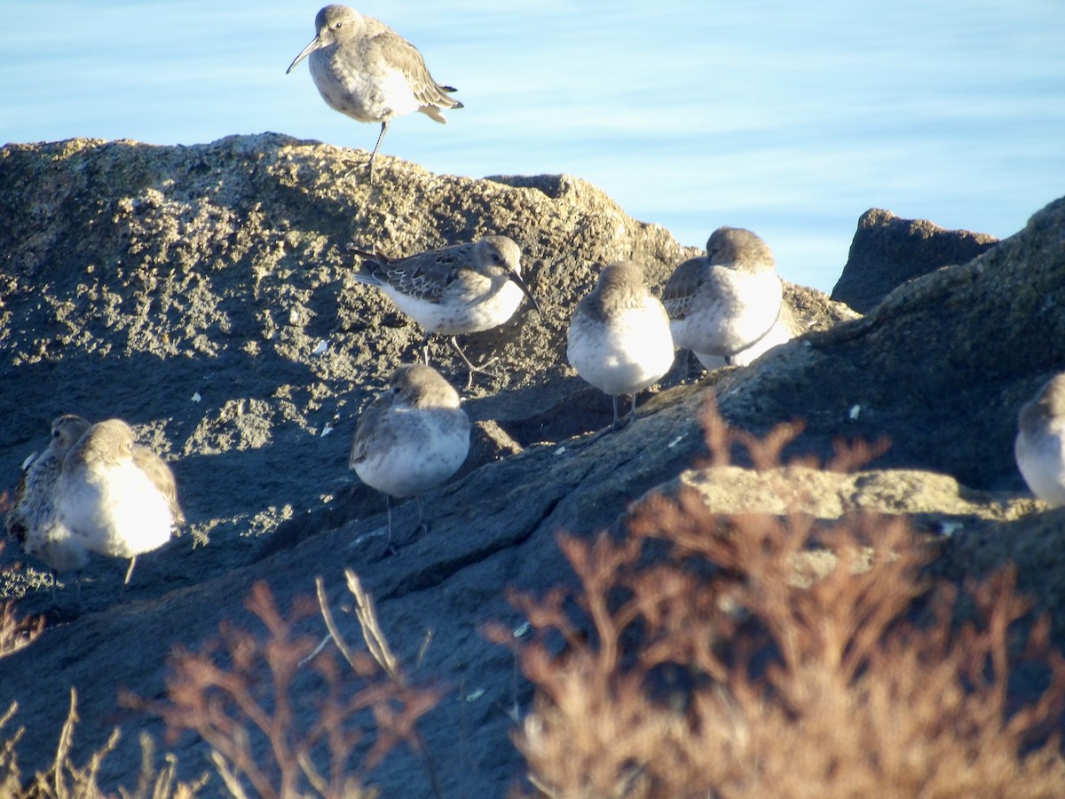 Dunlin - ML643201641