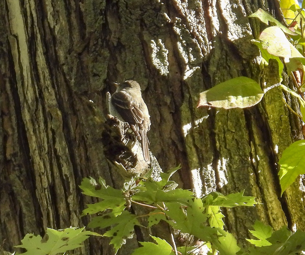 Eastern Wood-Pewee - ML643201648