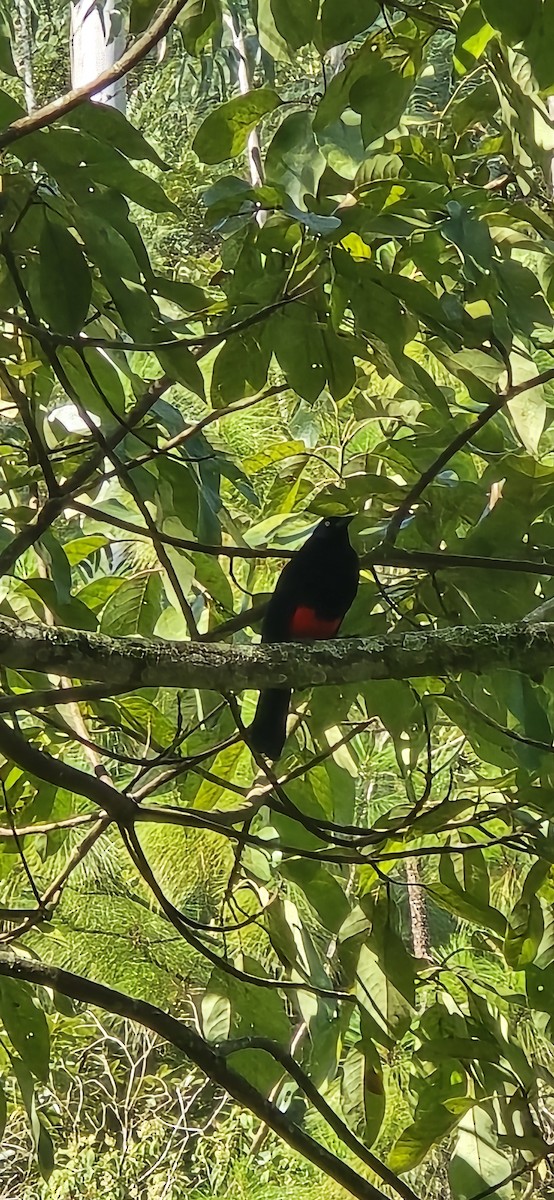 Red-bellied Grackle - ML643201651