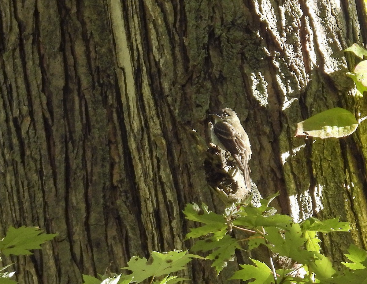 Eastern Wood-Pewee - ML643201653