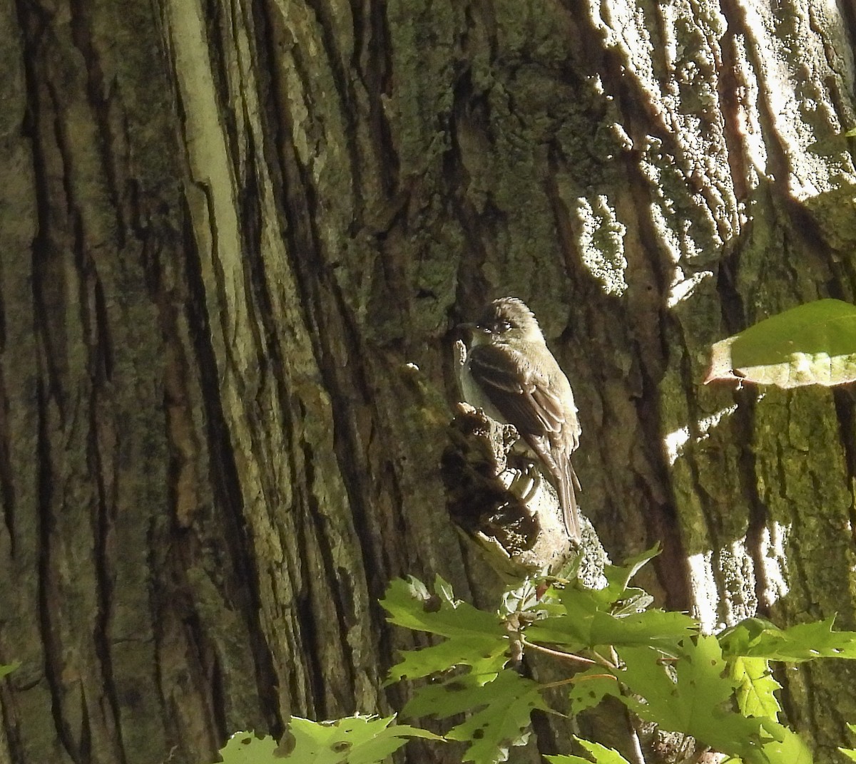 Eastern Wood-Pewee - ML643201656