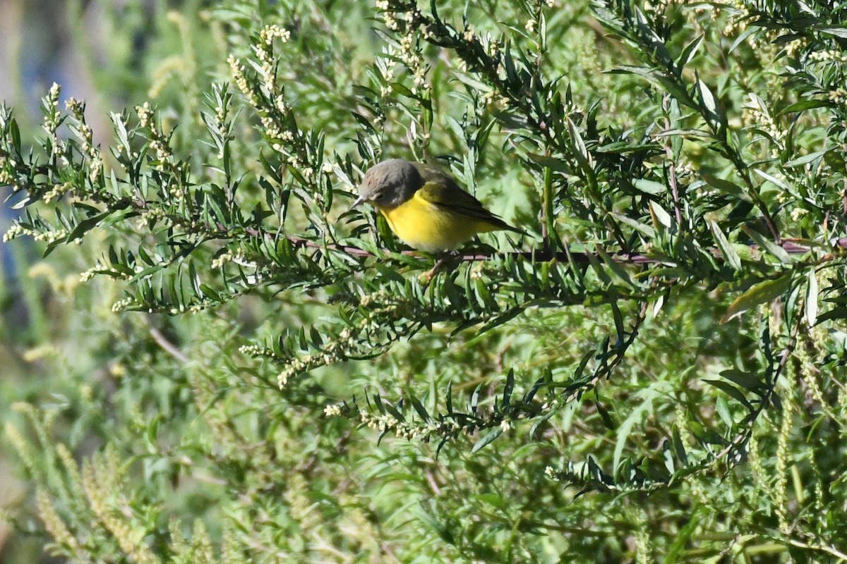 Nashville Warbler - ML643201657
