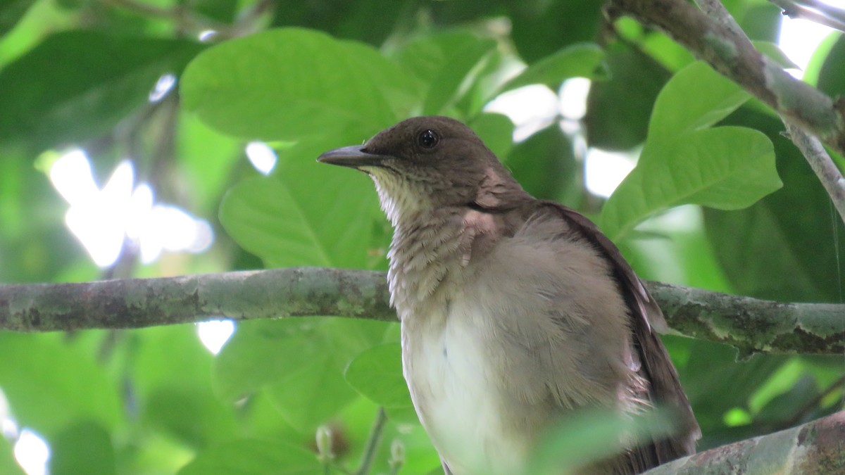 Black-billed Thrush - ML643201659