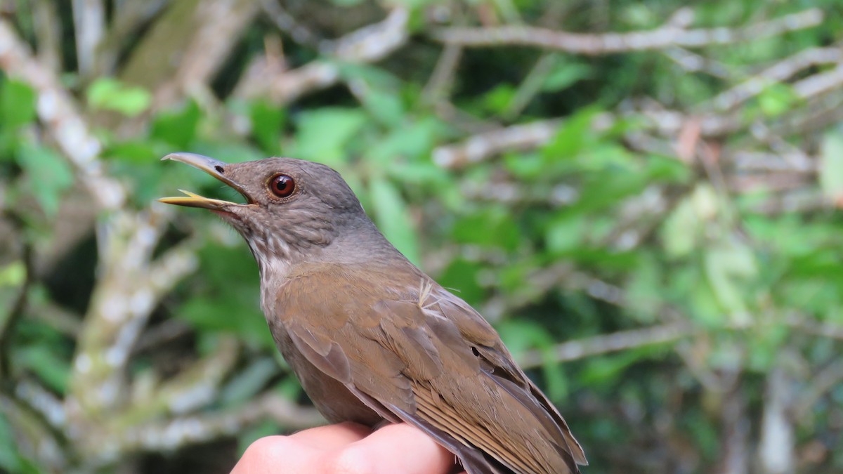 Pale-breasted Thrush - ML643201662