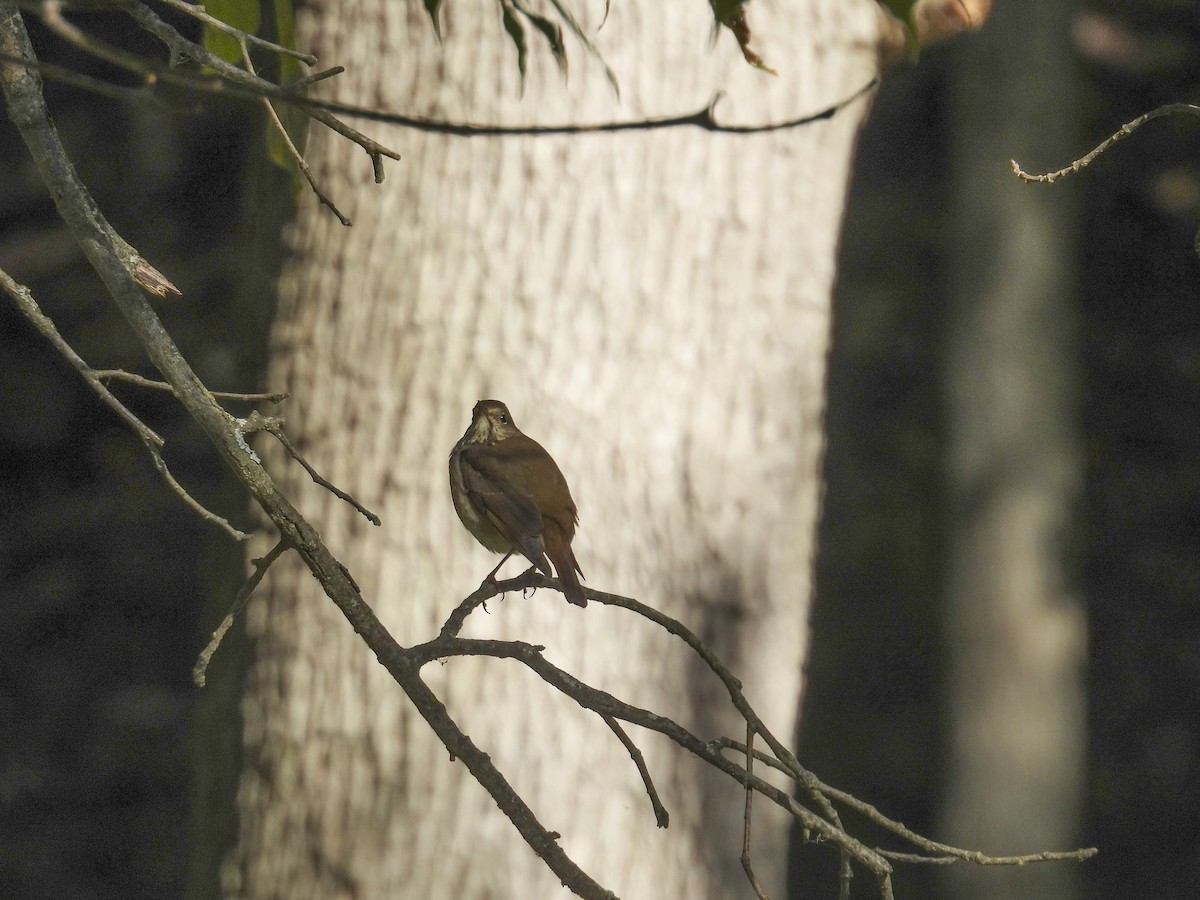 Hermit Thrush - ML643201663