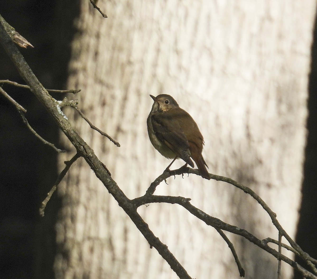 Hermit Thrush - ML643201664