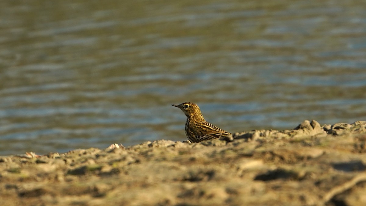 Meadow Pipit - ML643201665