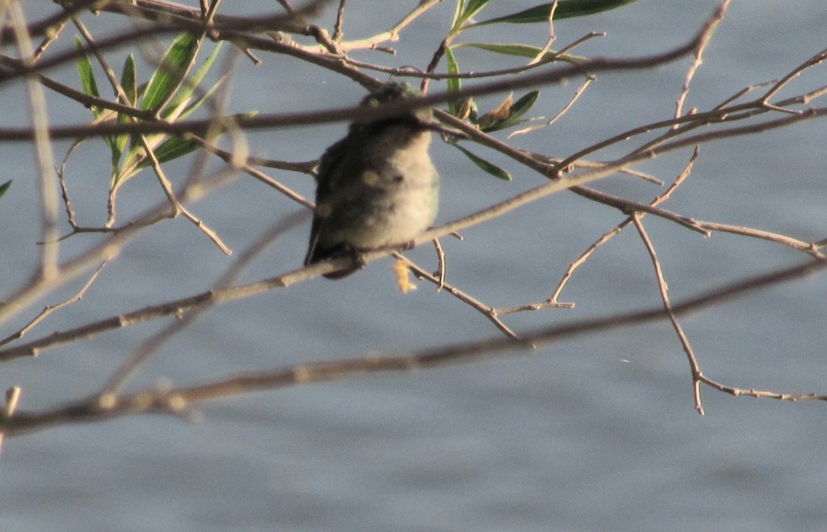 Glittering-bellied Emerald - ML643201667