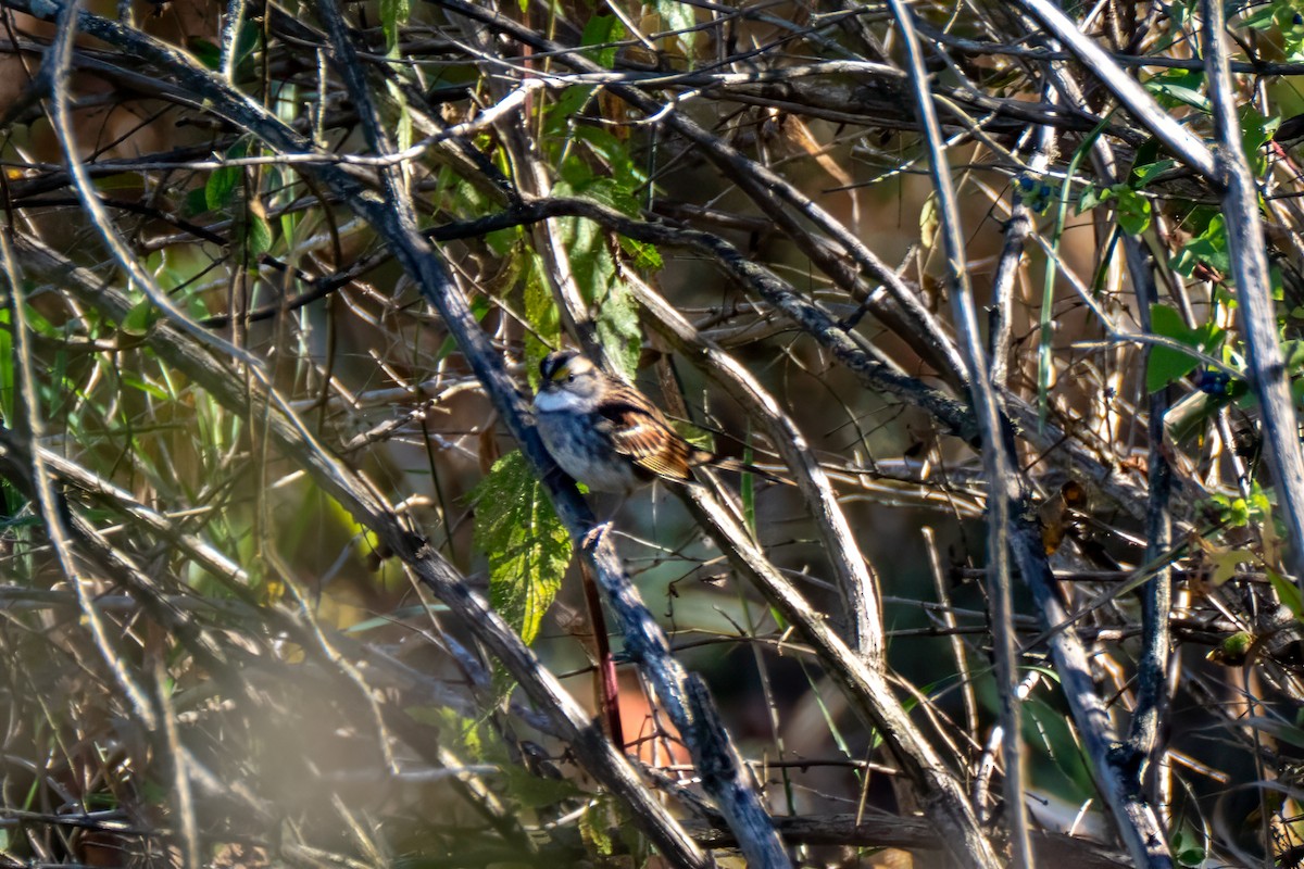 White-throated Sparrow - ML643201672