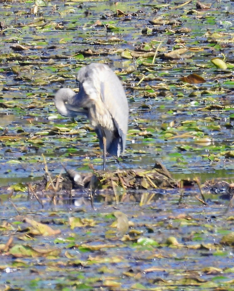 Great Blue Heron - ML643201673