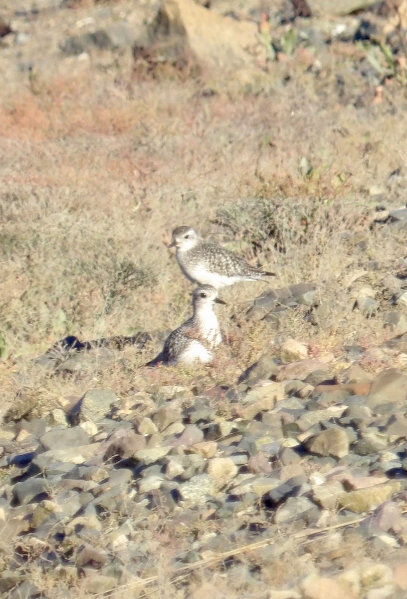 Black-bellied Plover - ML643201676