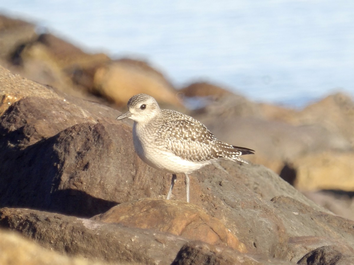 Black-bellied Plover - ML643201677