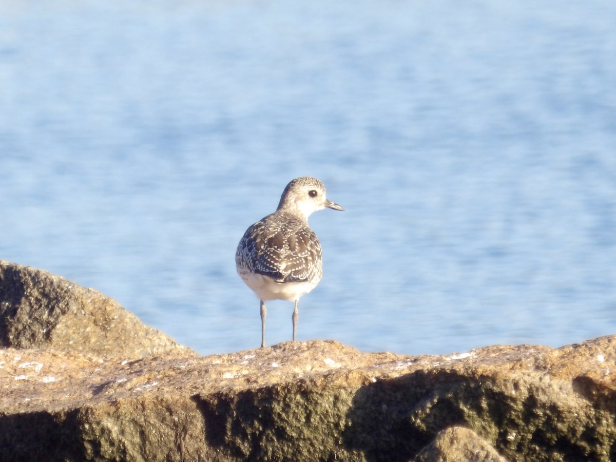 Black-bellied Plover - ML643201678