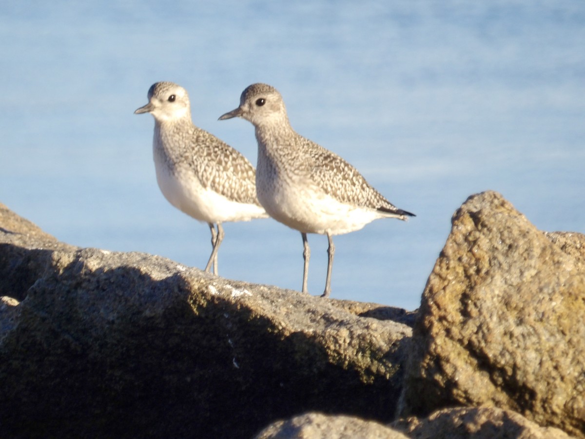 Black-bellied Plover - ML643201679