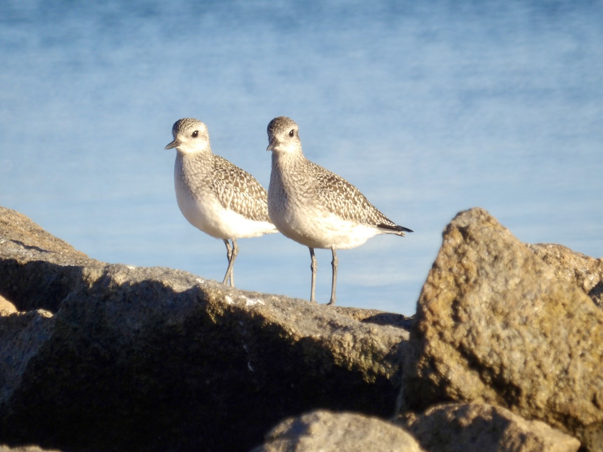 Black-bellied Plover - ML643201680