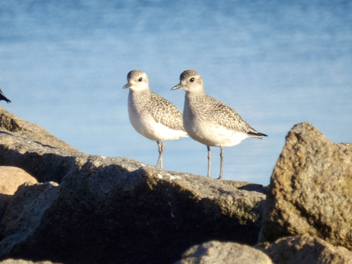Black-bellied Plover - ML643201681