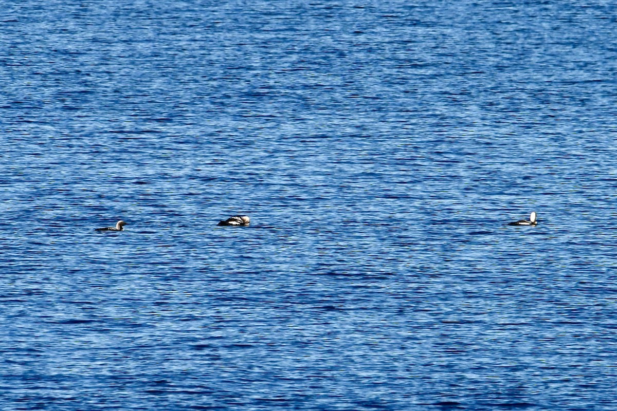 Pacific Loon - ML643201682