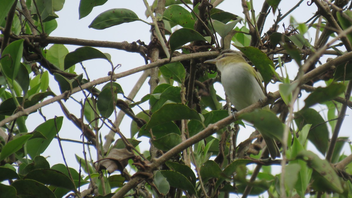 Red-eyed Vireo - ML643201683
