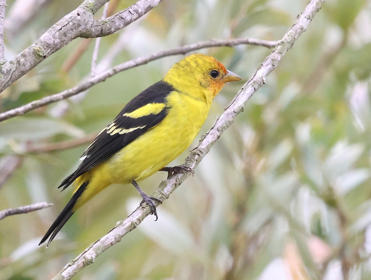 Western Tanager - ML643201685