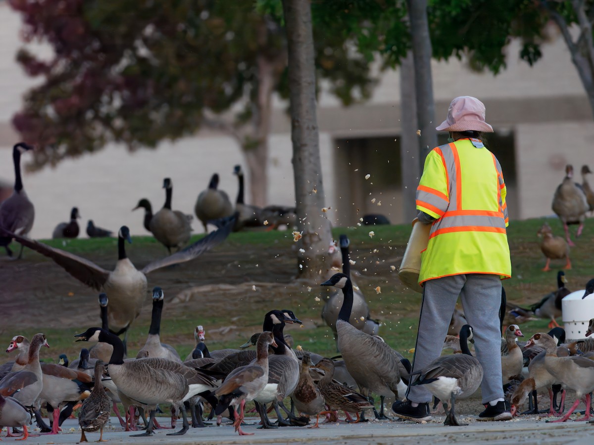 Canada Goose - ML643201686