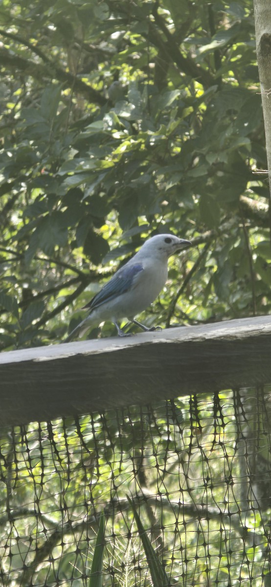 Blue-gray Tanager - ML643201687