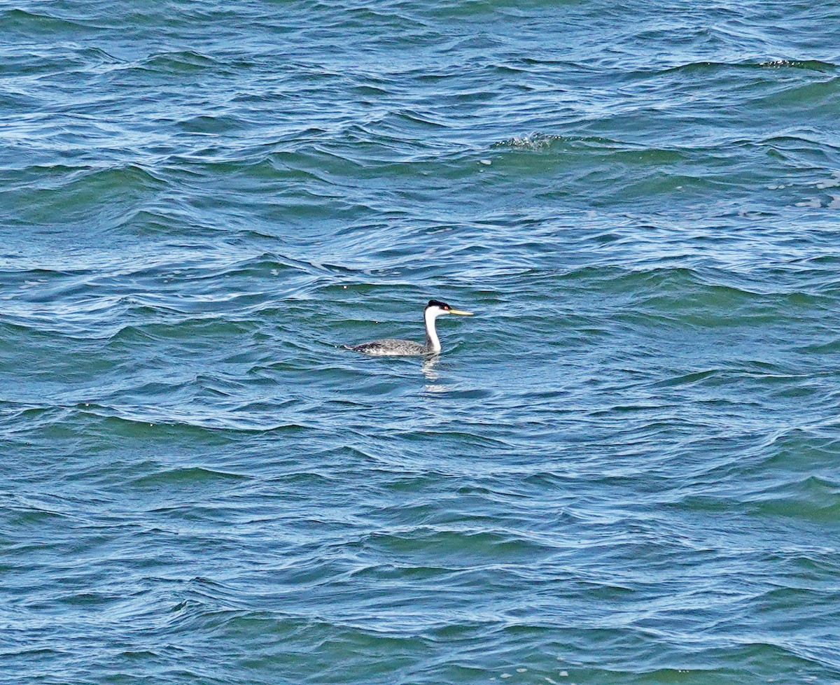 Western Grebe - ML643201688