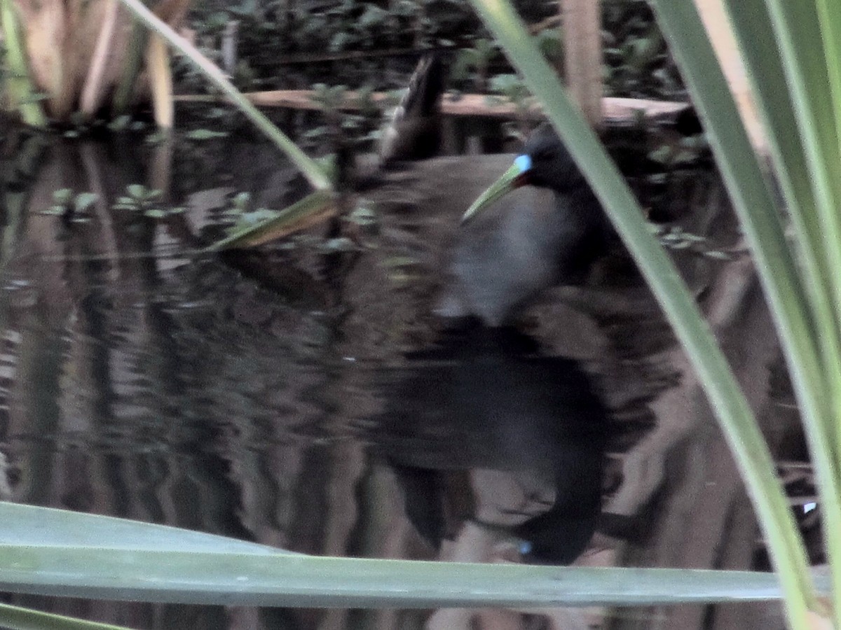 Plumbeous Rail - ML643201689
