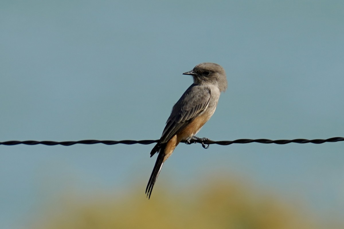Say's Phoebe - ML643201691