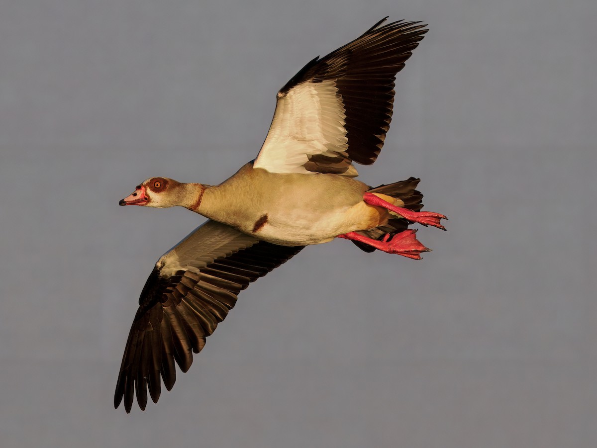 Egyptian Goose - ML643201727
