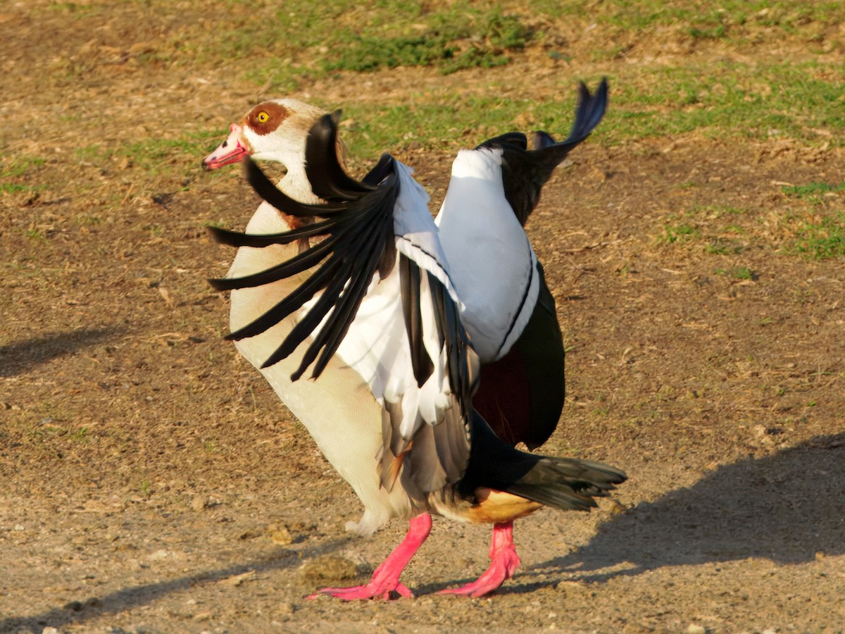 Egyptian Goose - ML643201729