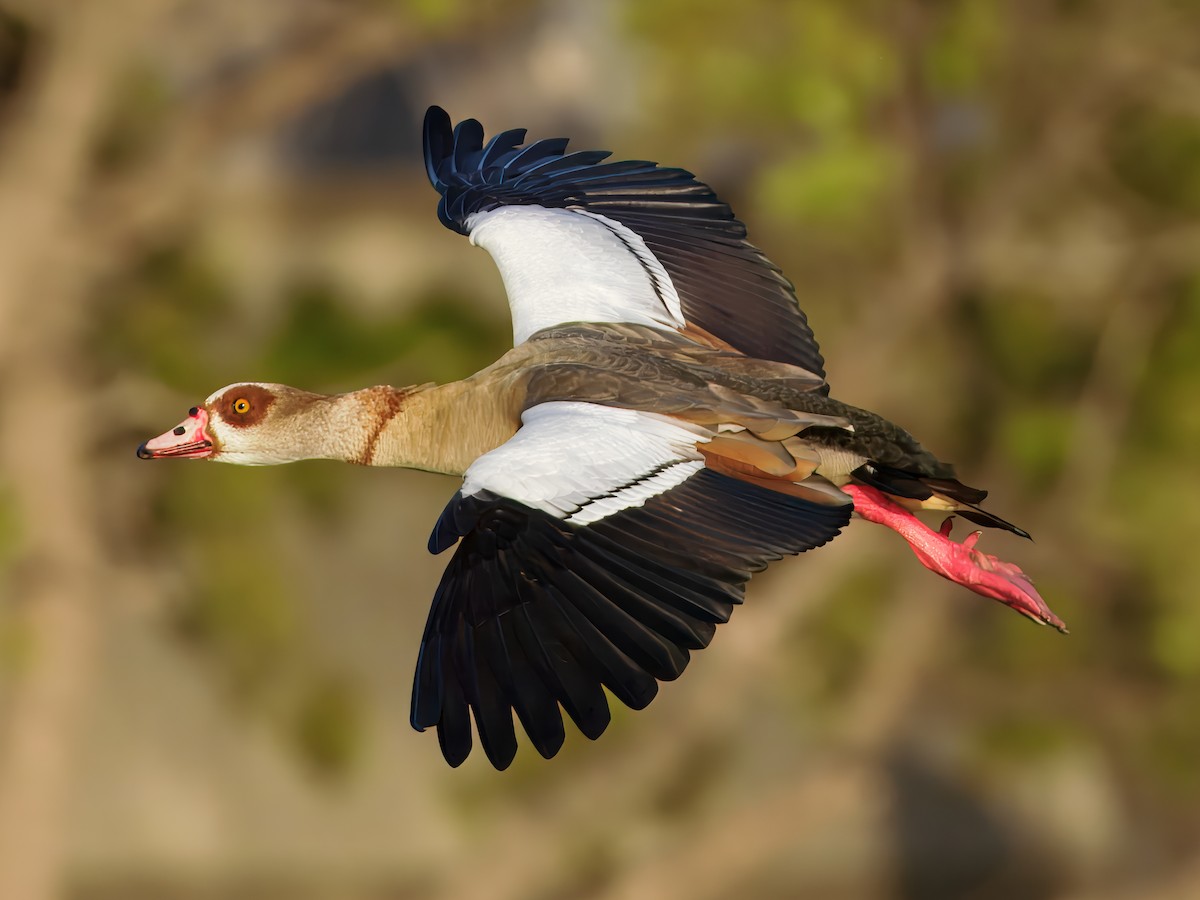 Egyptian Goose - ML643201730