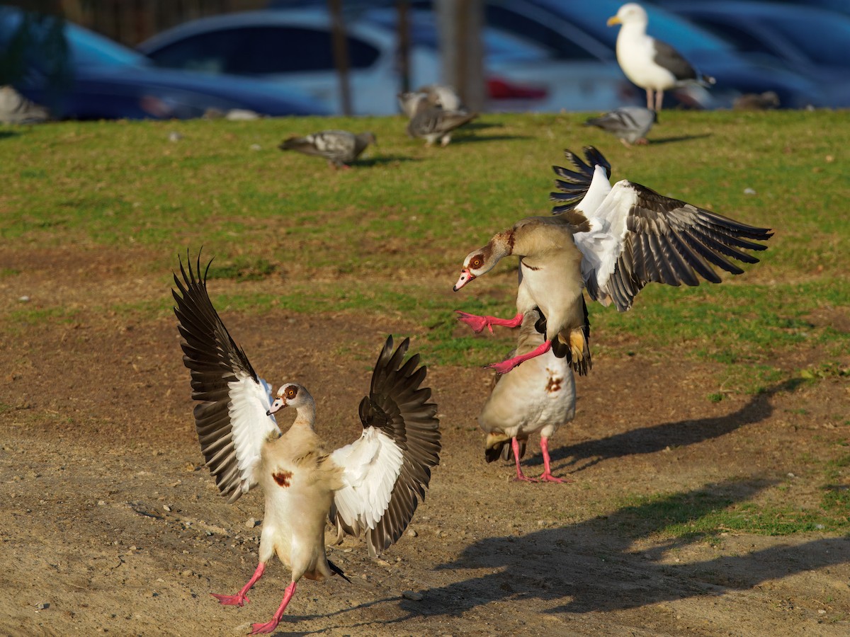 Egyptian Goose - ML643201731