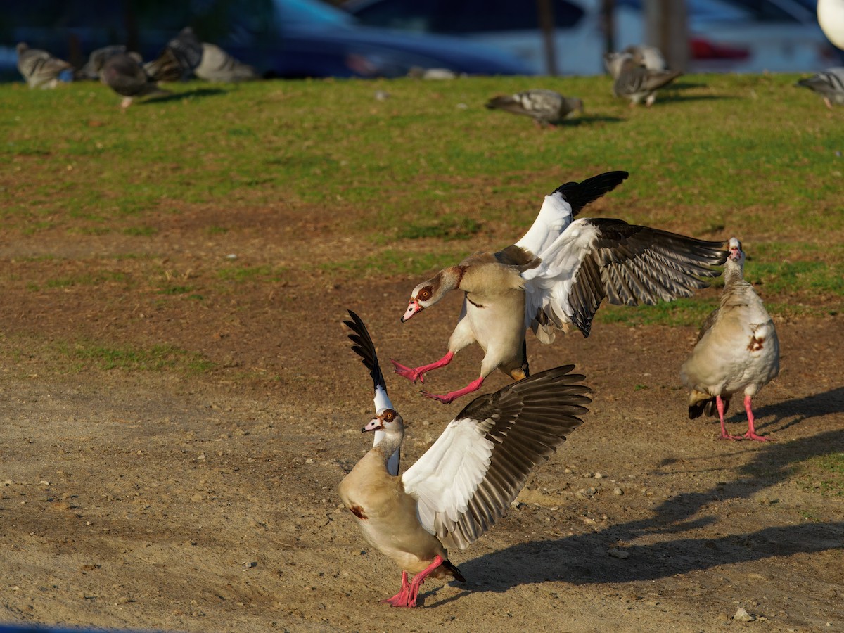 Egyptian Goose - ML643201733