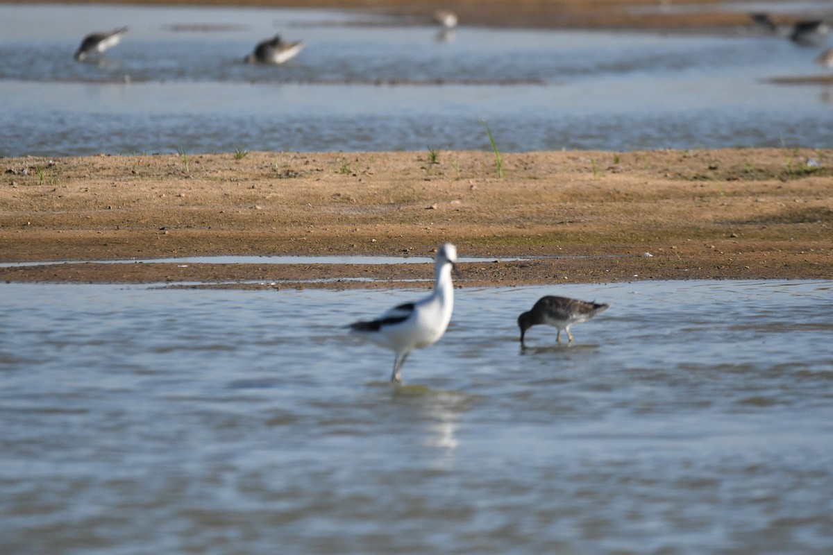 American Avocet - ML643201736