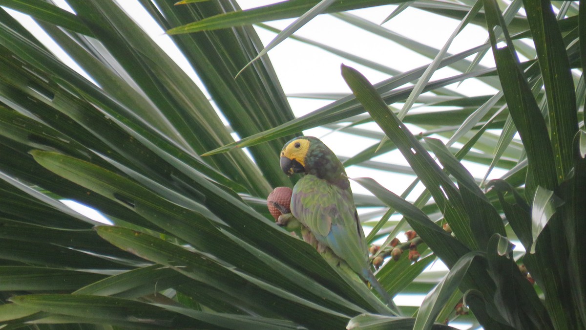 Red-bellied Macaw - ML643201741