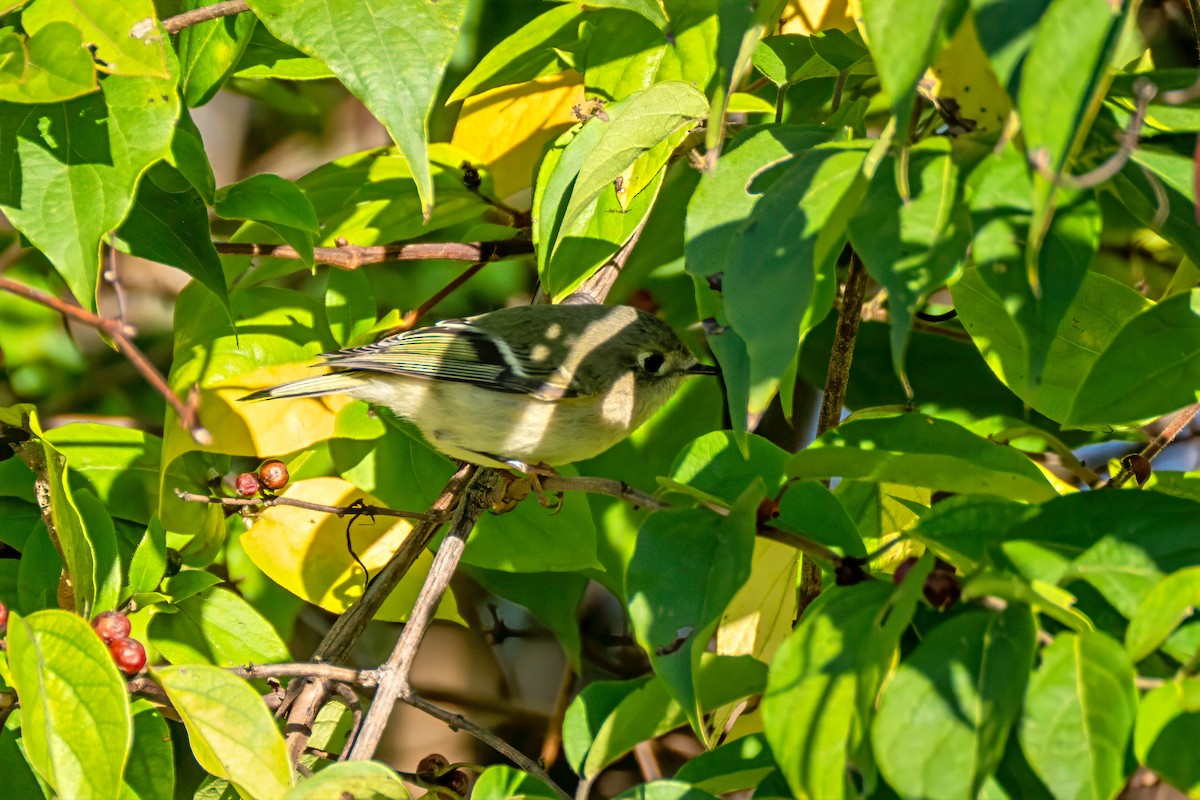 Ruby-crowned Kinglet - ML643201769